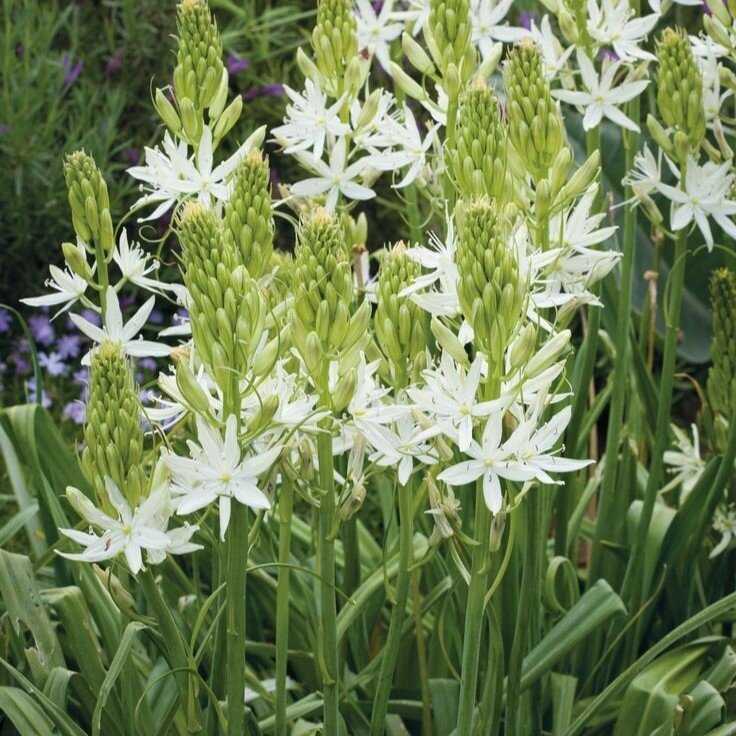 Kamasija leichtlinii 'Alba', 9 vnt.