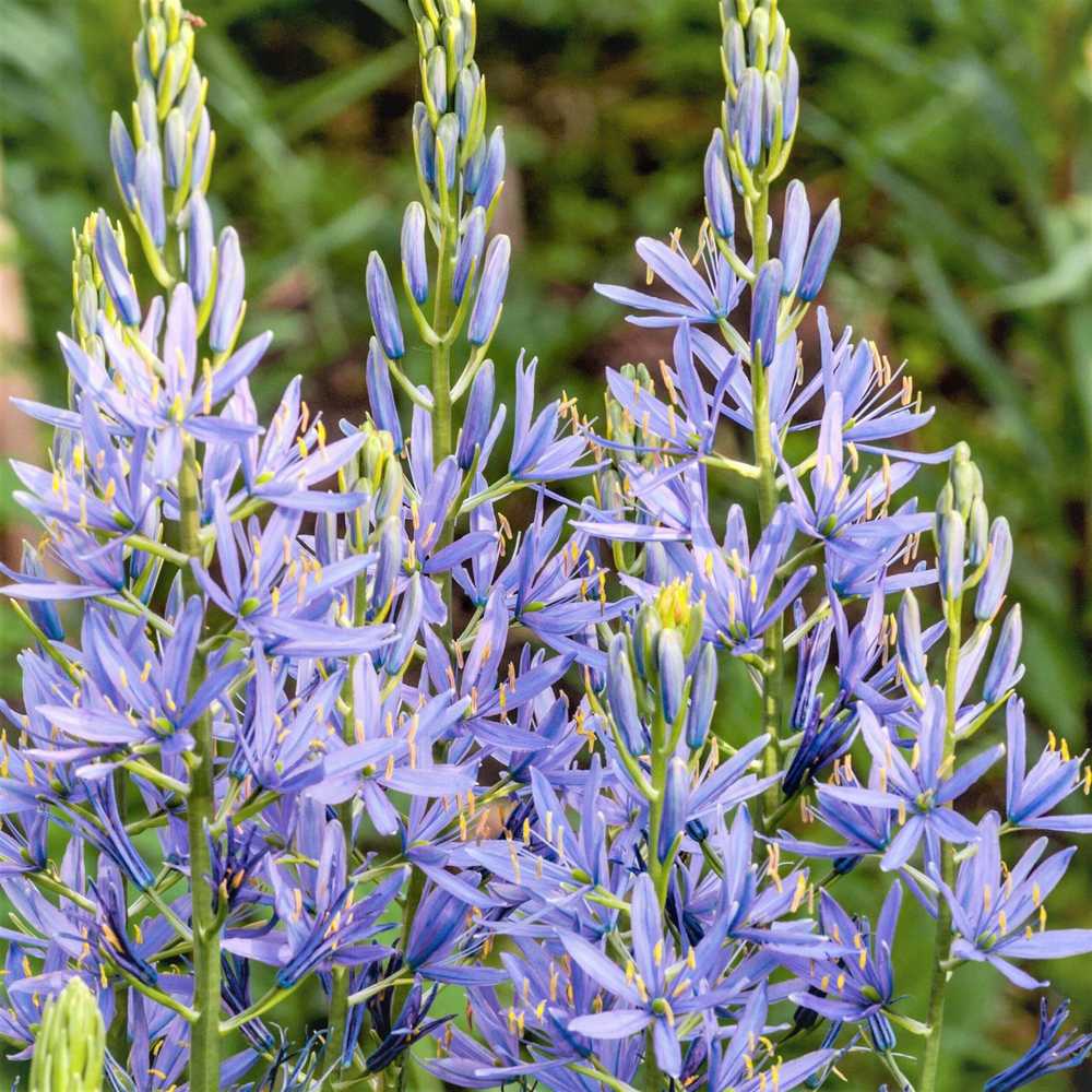 Kamasija leichtlinii 'Caerulea', 3 vnt.