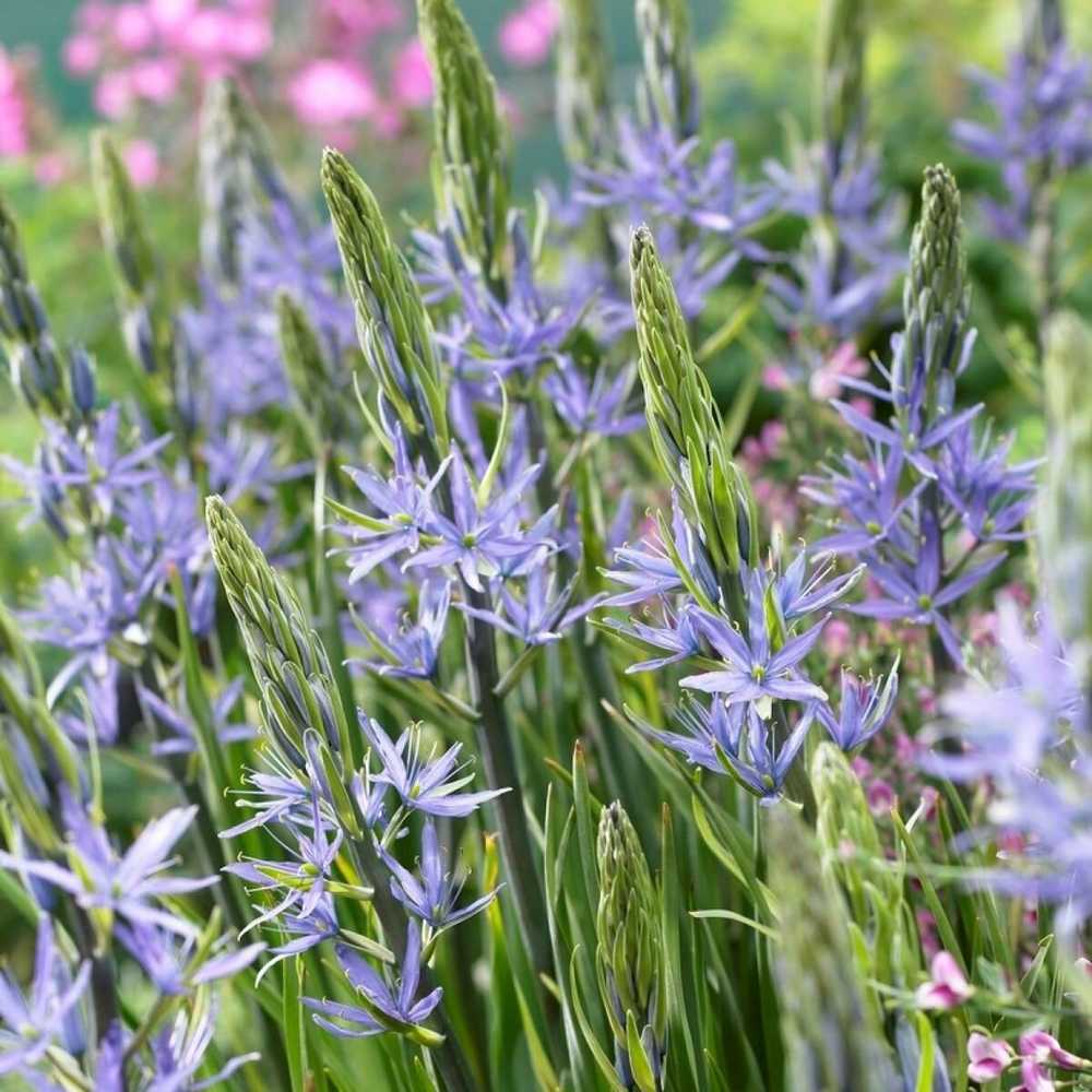Kamasija leichtlinii 'Caerulea', 3 vnt.