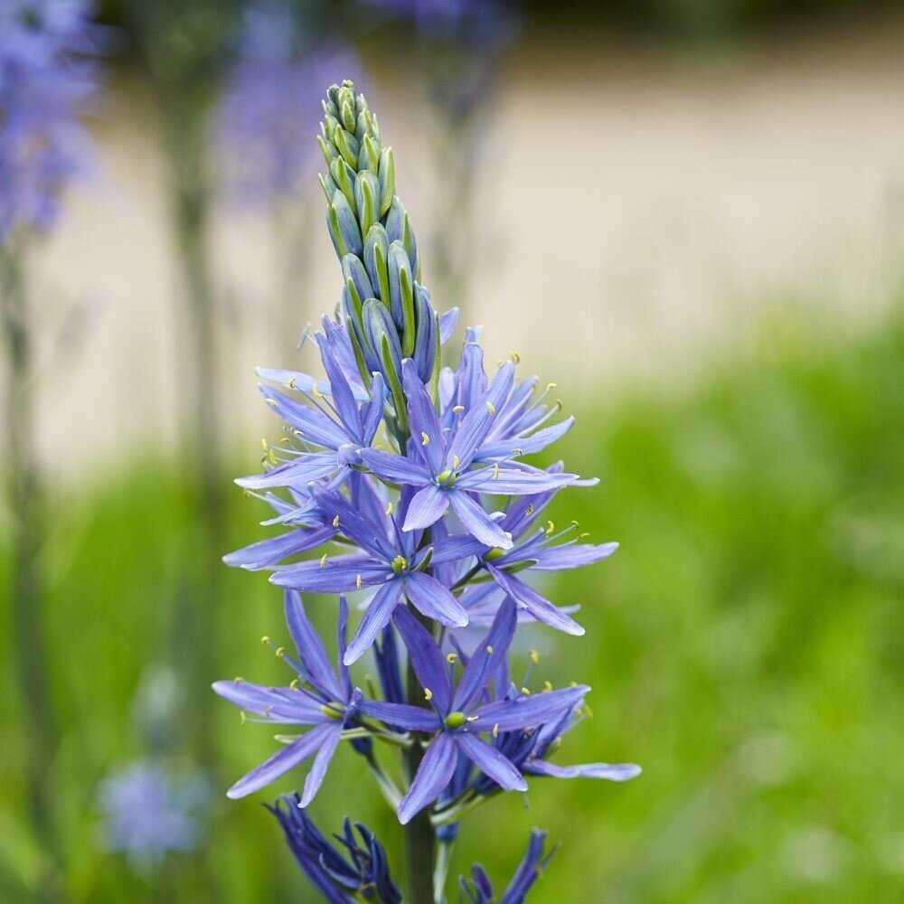 Kamasija leichtlinii 'Caerulea', 3 vnt.
