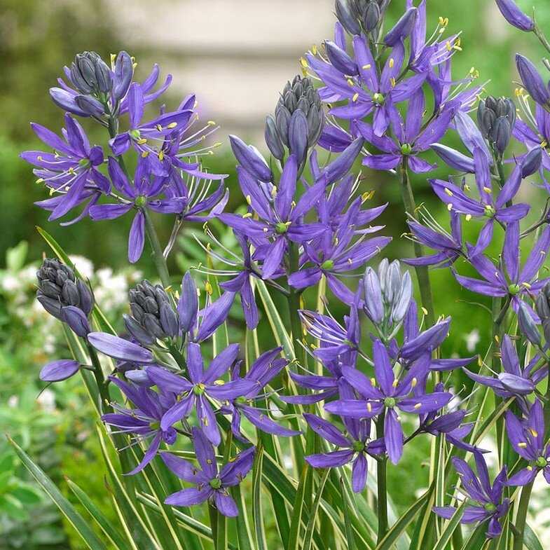 Kamasija 'Quamash', 10 vnt.