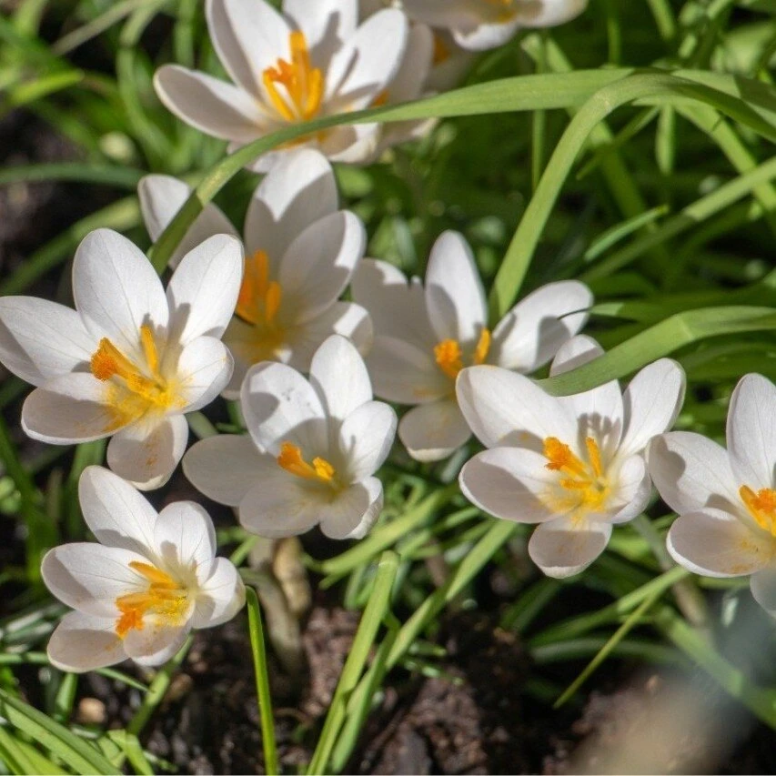 Krokai ankstyvieji 'Barr's Baltas', 100 vnt.