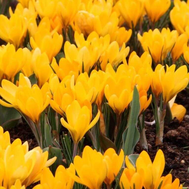 Krokai didžiažiedžiai 'Yellow' , 100 vnt.