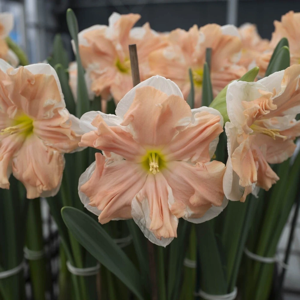 Narcizai ‘Apricot Whirl’ , 5 vnt.