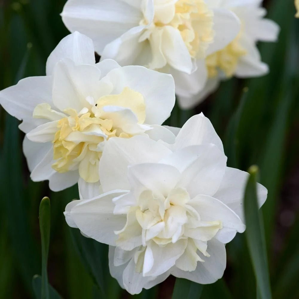 Narcizai 'Easter Born', 5 vnt.