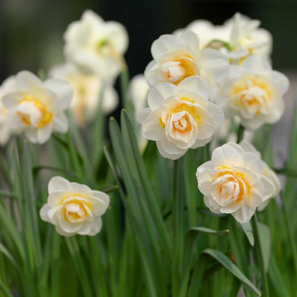 Narcizas 'Bridal Crown', 100 vnt.