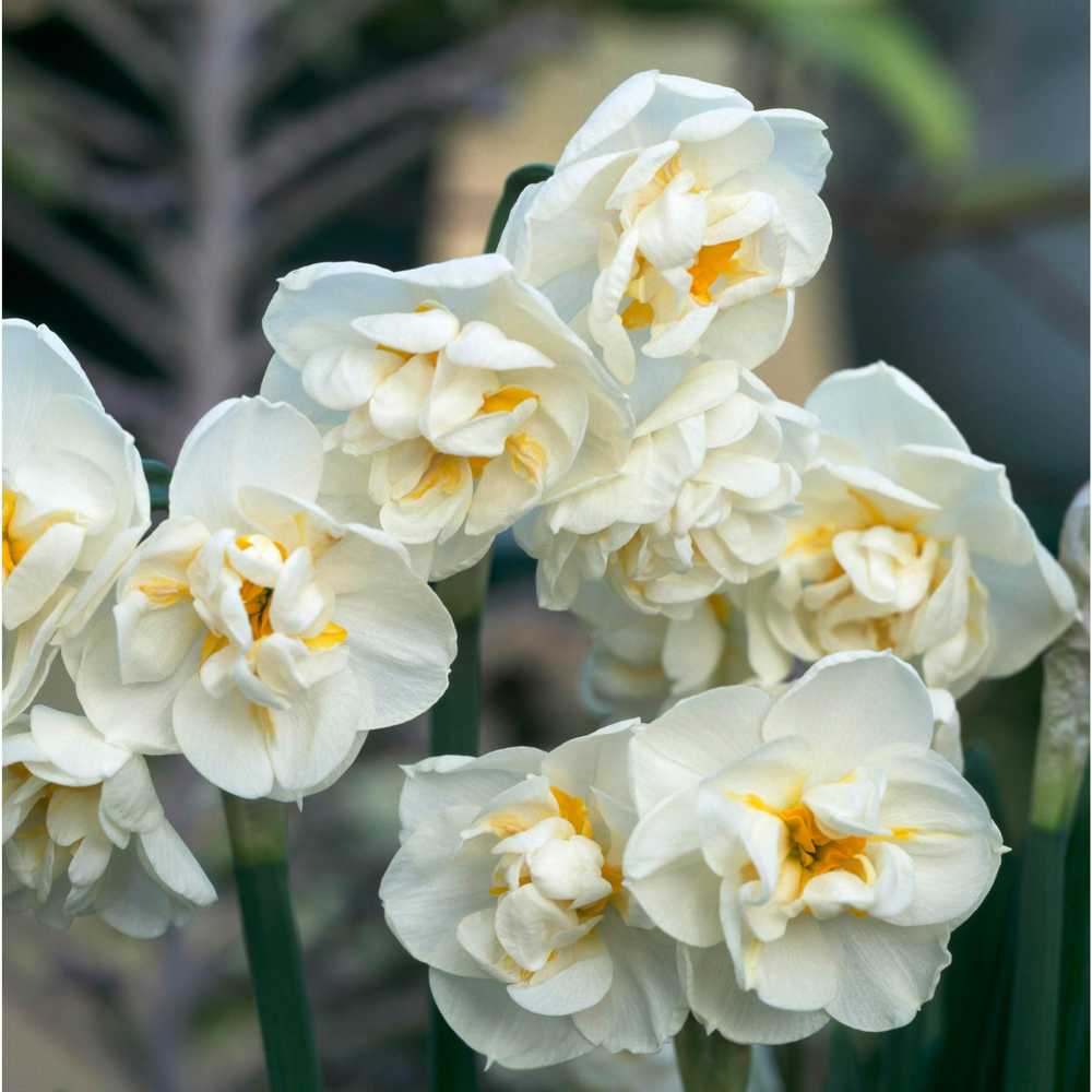 Narcizas 'Bridal Crown', 5 vnt.