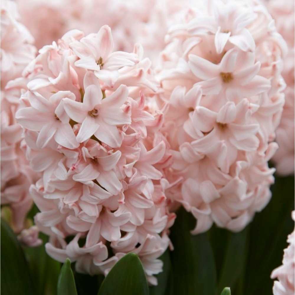 Hiacintas 'Pink Elephant’, 3 vnt.