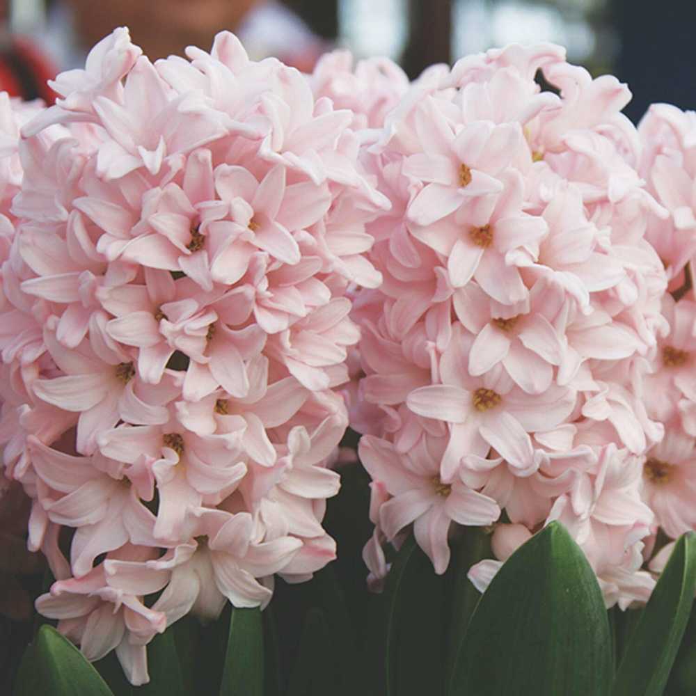 Hiacintas 'Pink Elephant’, 3 vnt.