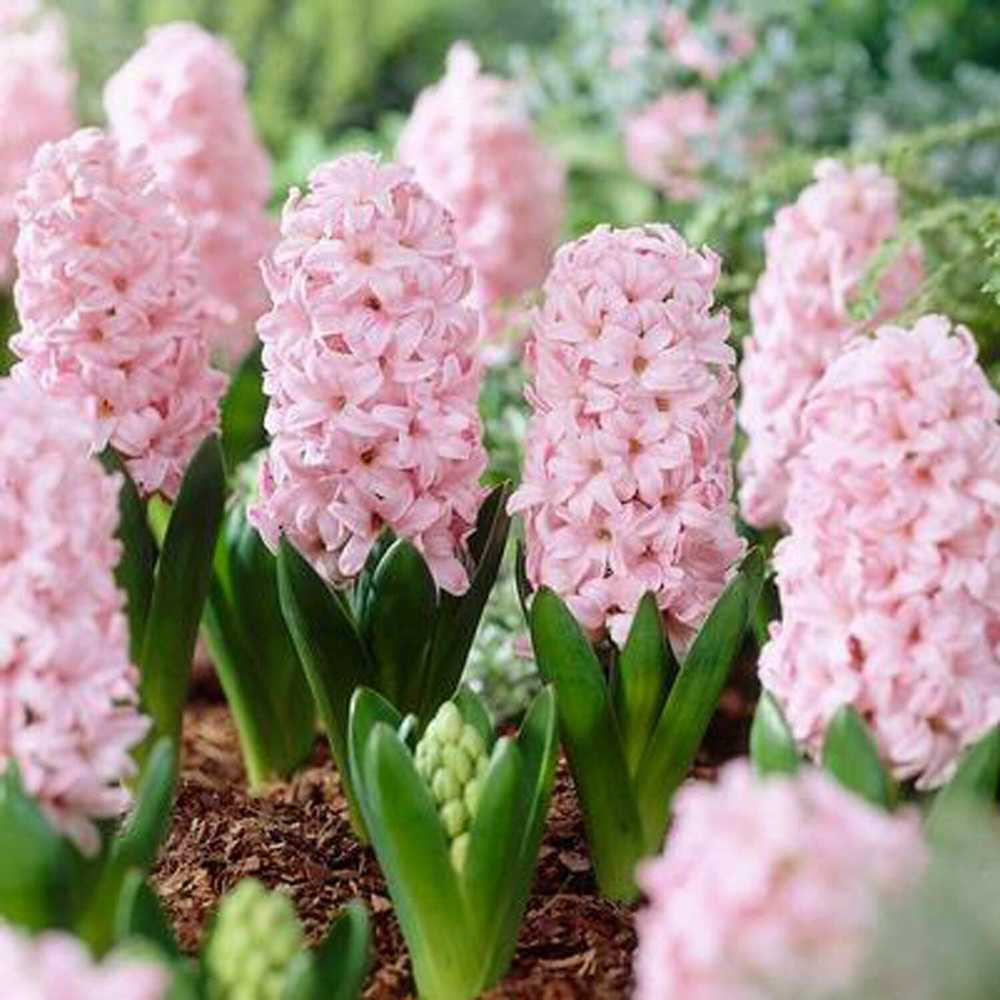 Hiacintas 'Pink Elephant’, 9 vnt.
