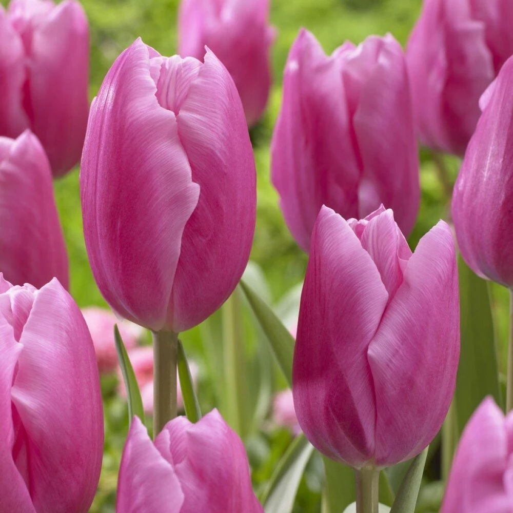 Pink Tulpė ‘Jumbo Rožinė’, 15 vnt.