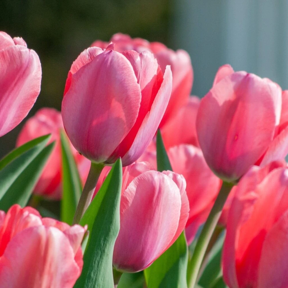 Pink Tulpė ‘Rožinė Impression’ , 5 vnt.