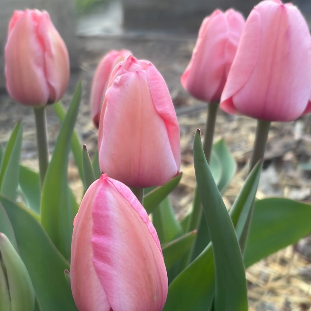 Pink Tulpė ‘Rožinė Impression’ , 5 vnt.