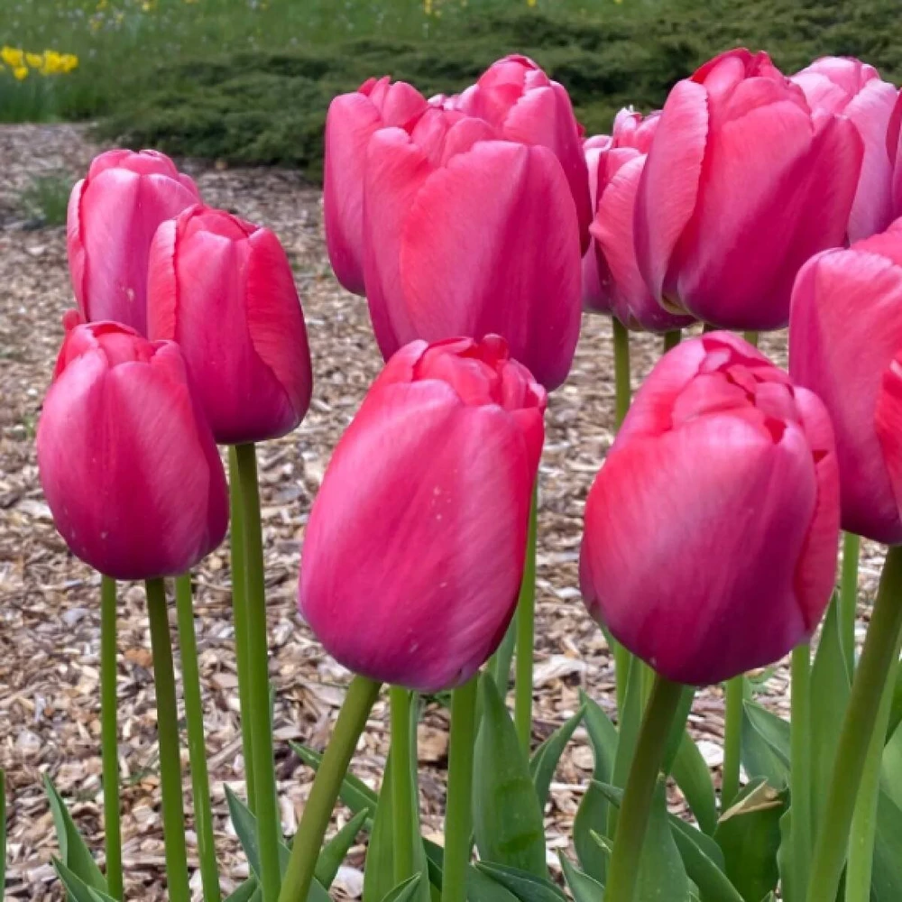 Pink Tulpė ‘Rožinė Pride’, 15 vnt.