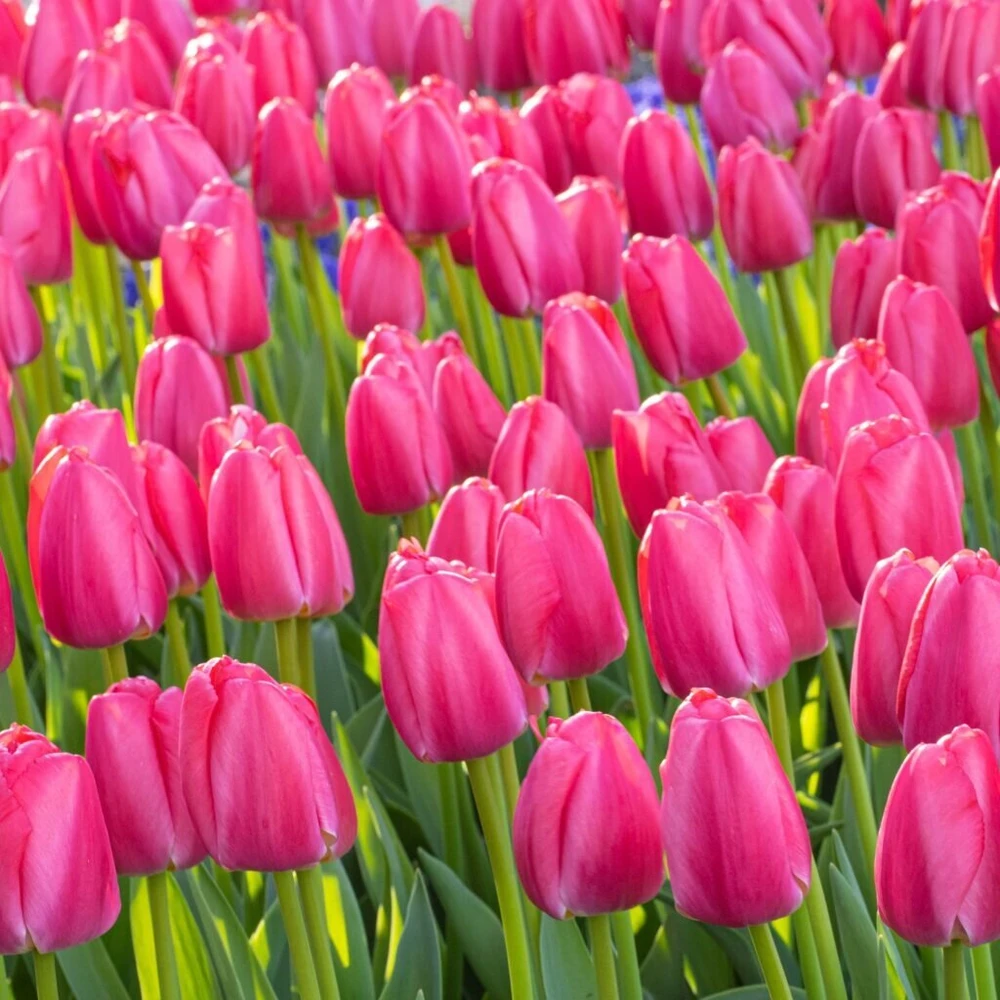 Pink Tulpė ‘Rožinė Pride’, 15 vnt.