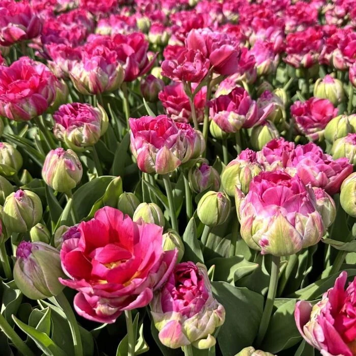 Pink Tulpė 'Wicked in Rožinė ', 50 vnt.