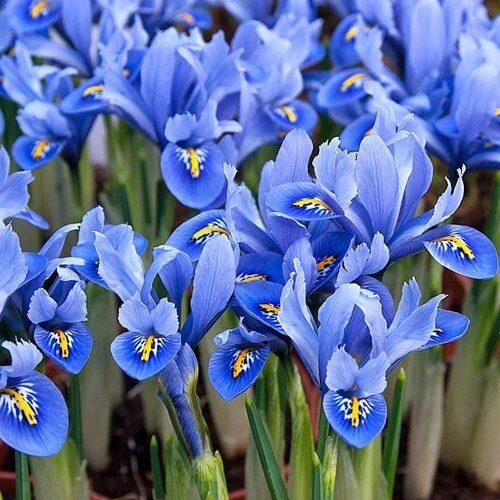Tinklinis vilkdalgis 'Alida’, 15 vnt.