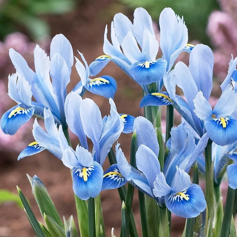 Tinklinis vilkdalgis 'Alida’, 5 vnt.