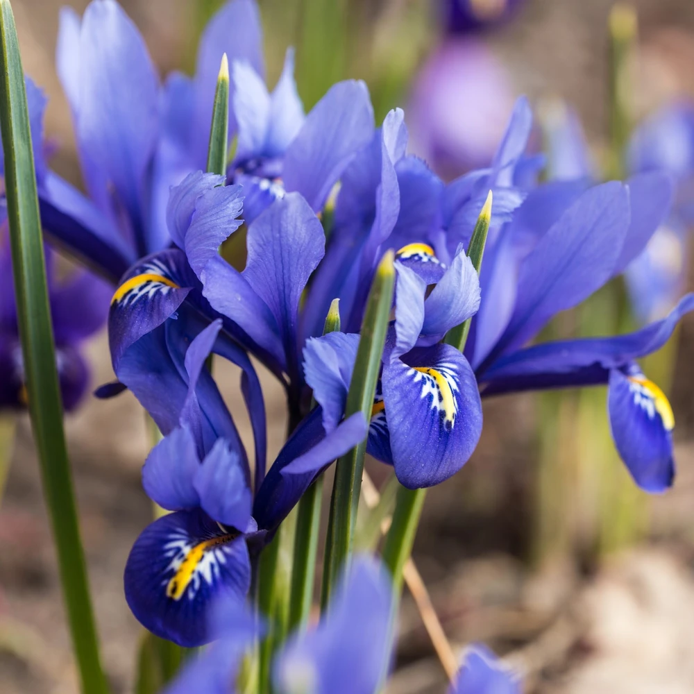 Tinklinis vilkdalgis ‘Harmony’, 15 vnt.