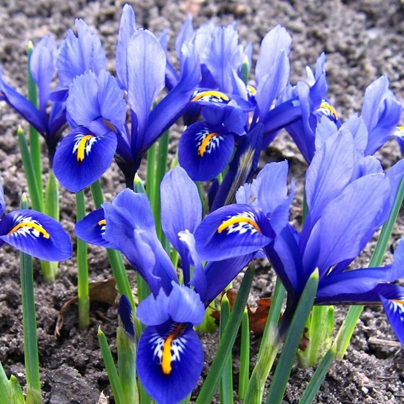 Tinklinis vilkdalgis ‘Harmony’, 5 vnt.