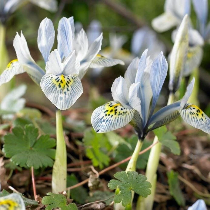 Tinklinis vilkdalgis ‘Katharine Hodgkin’, 15 vnt.