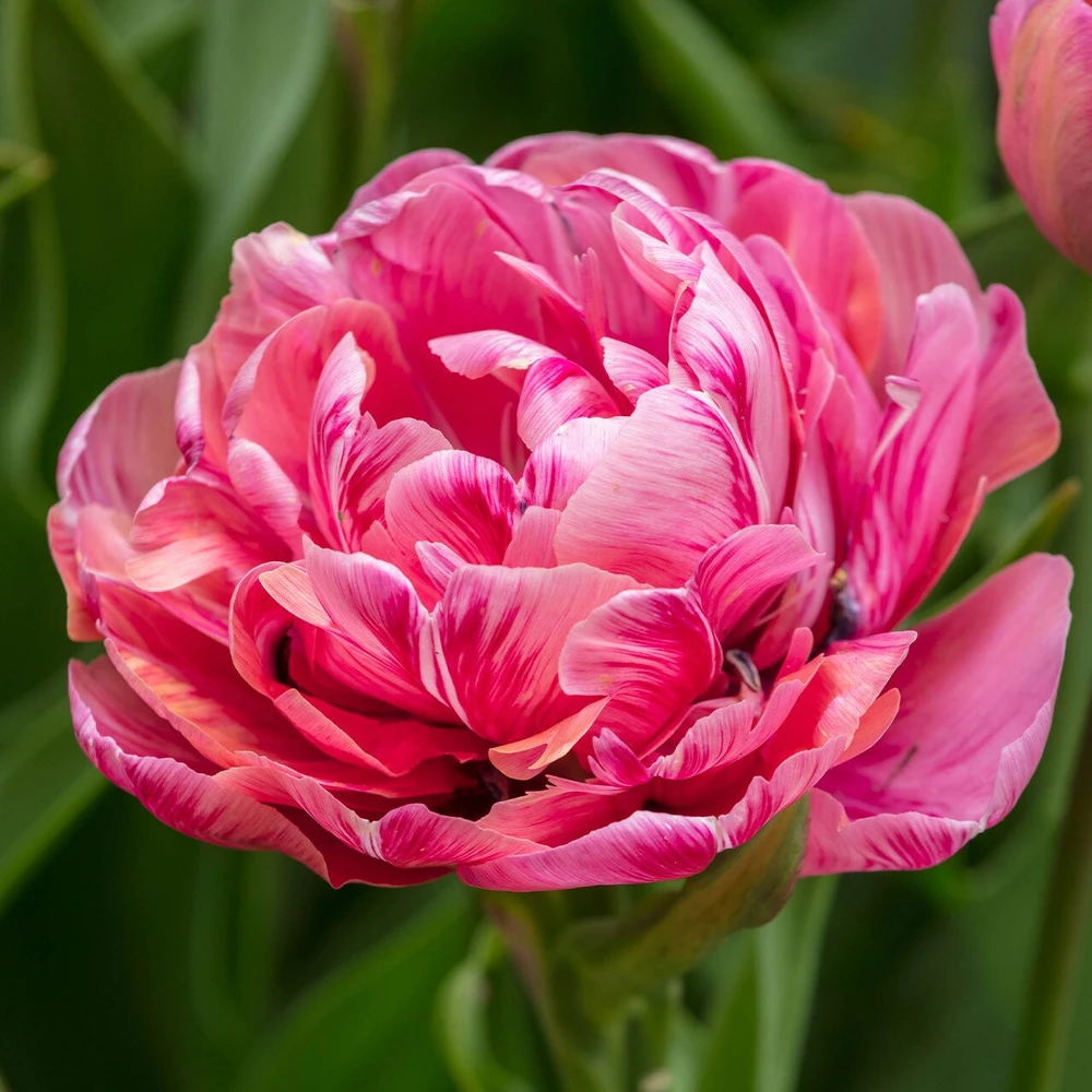 Tulpė 'Amazing Grace' , 50 vnt.