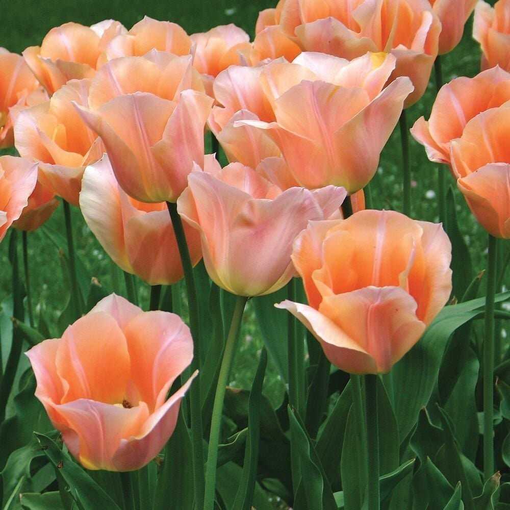 Tulpė 'Apricot Beauty', 15 vnt.