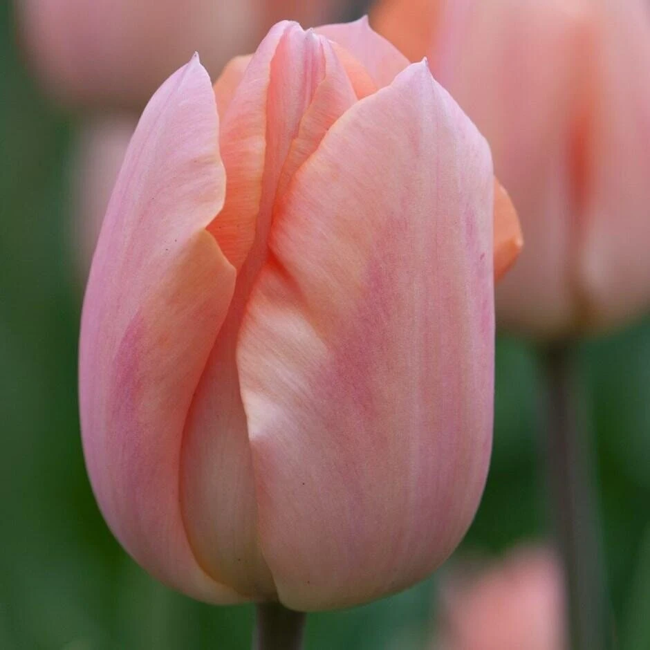 Tulpė 'Apricot Beauty', 5 vnt.