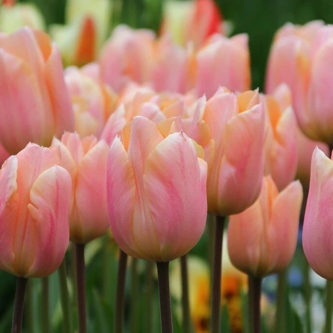 Tulpė 'Apricot Beauty', 5 vnt.