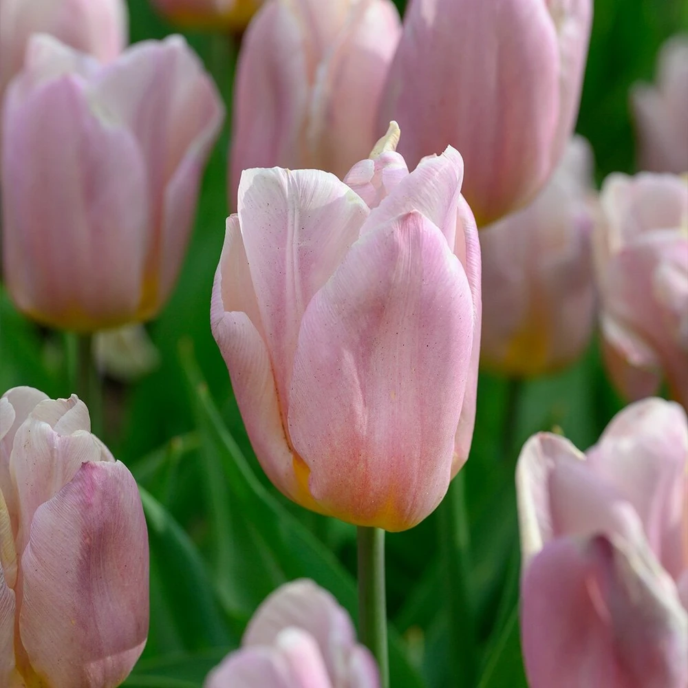 Tulpė ‘Apricot Copex', 15 vnt.