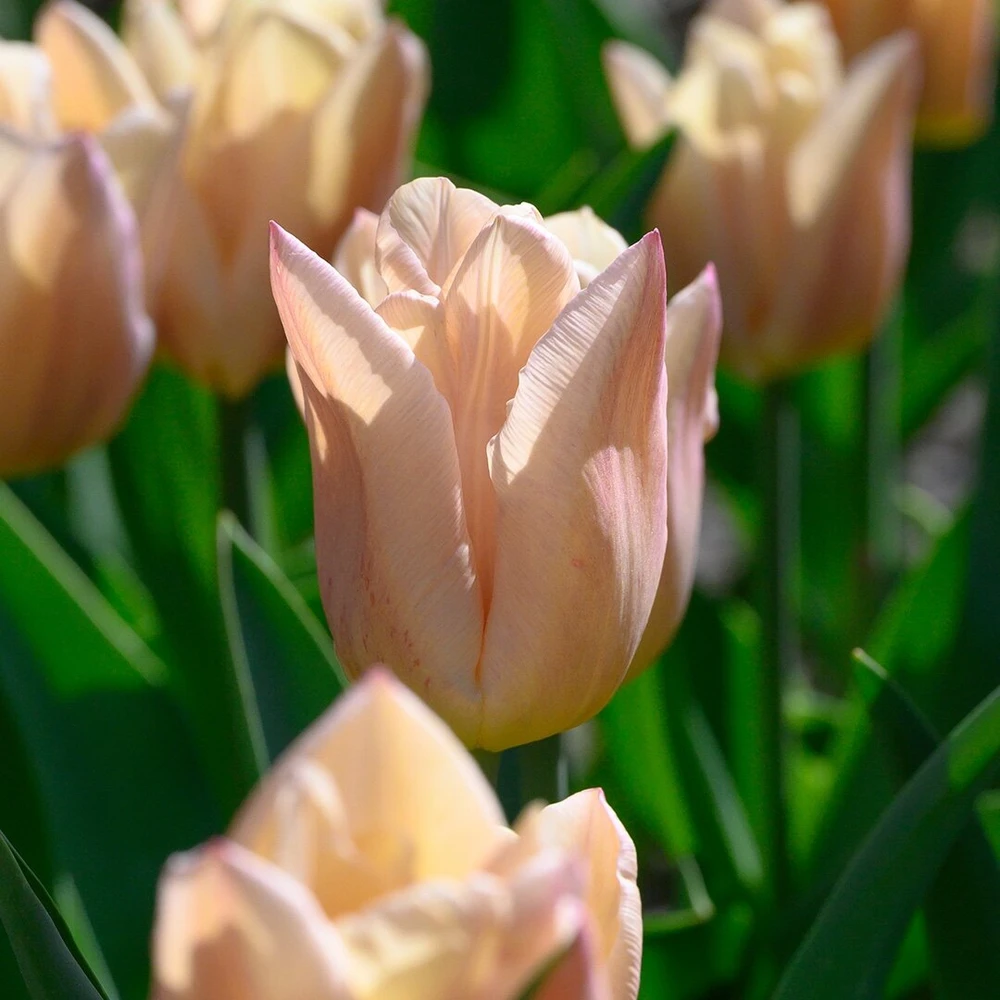 Tulpė ‘Apricot Copex', 5 vnt.