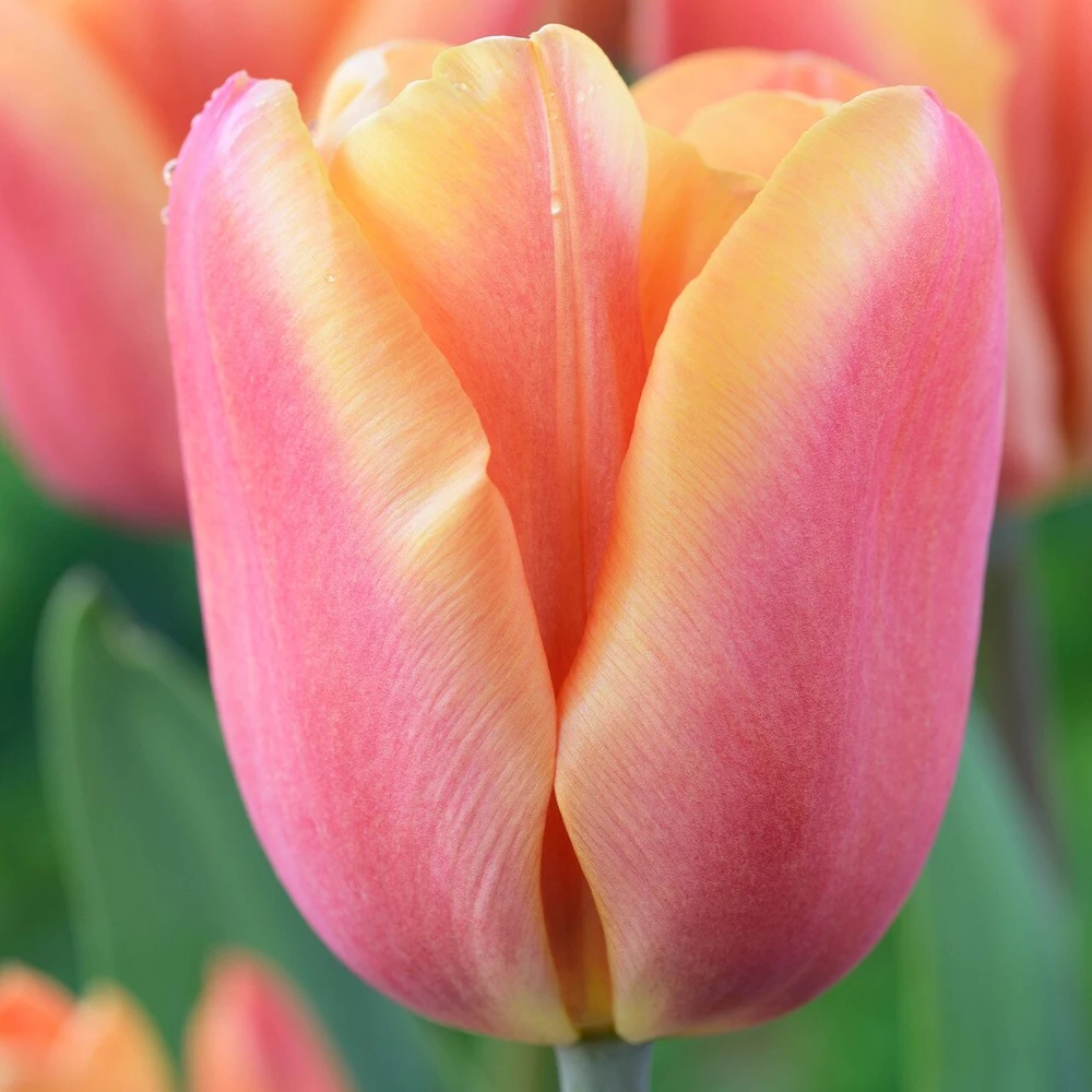 Tulpė ‘Apricot Foxx' , 15 vnt.