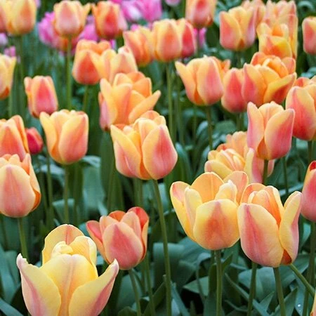 Tulpė ‘Apricot Foxx' , 15 vnt.