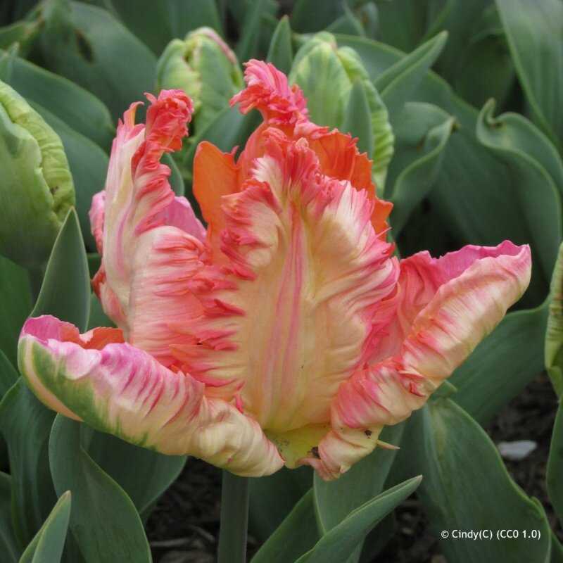 Tulpė 'Apricot parrot', 5 vnt.