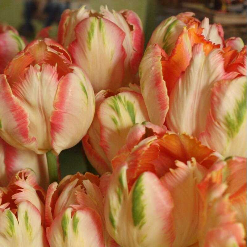 Tulpė 'Apricot parrot', 5 vnt.