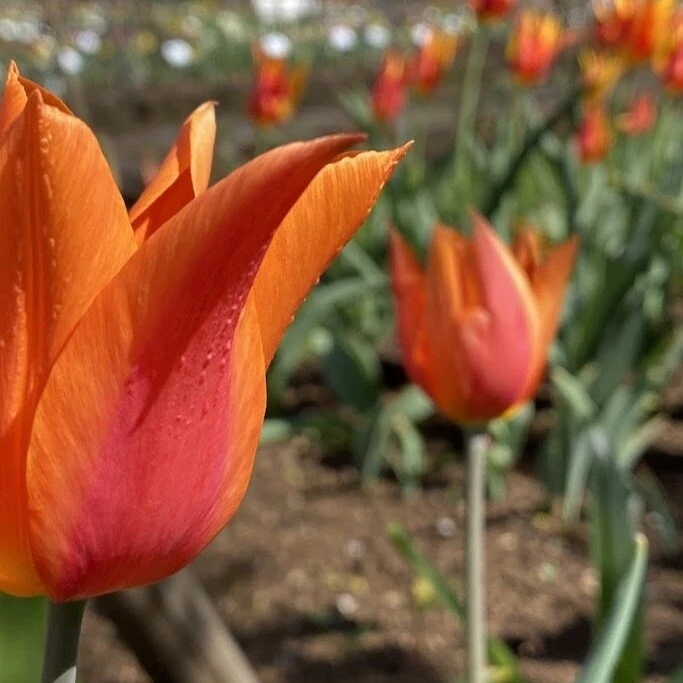 Tulpė ‘Ballerina’ , 5 vnt.