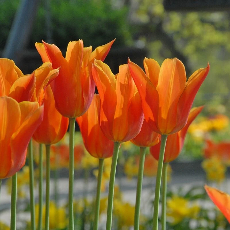 Tulpė ‘Ballerina’ , 5 vnt.