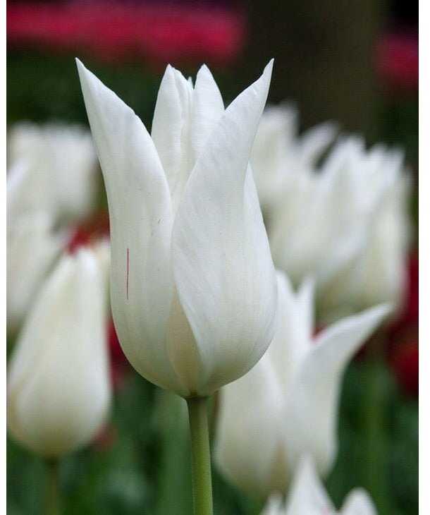 Tulpė 'White Triumphator', 15 vnt.