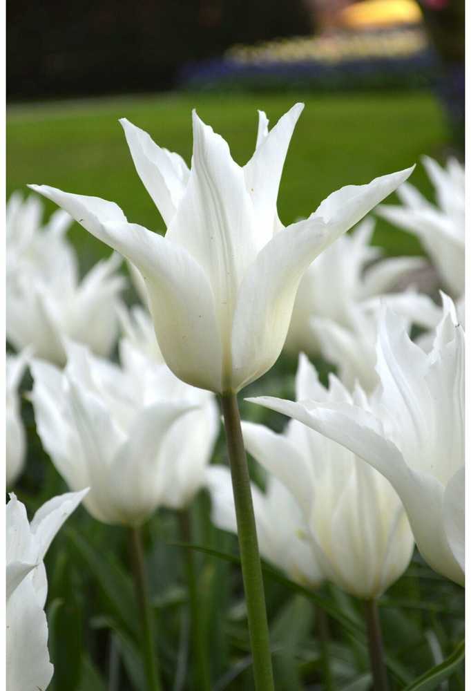 Tulpė 'White Triumphator', 15 vnt.