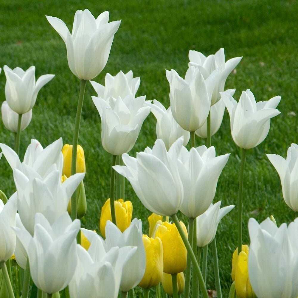 Tulpė 'White Triumphator', 15 vnt.