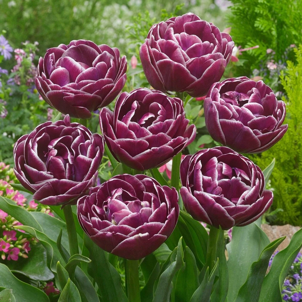 Tulpė ‘Dream Touch’, 5 vnt.