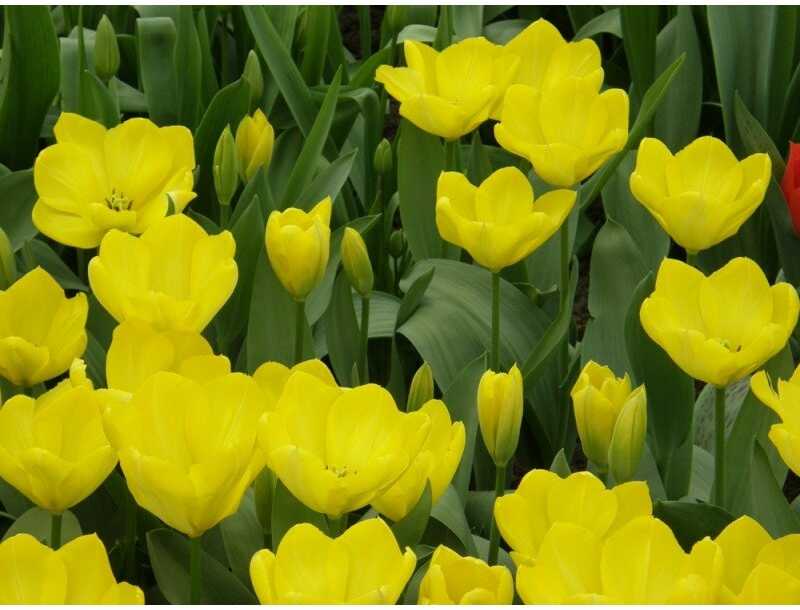 Tulpė 'Yellow Purissima', 15 vnt.