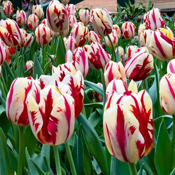 Tulpė ‘Grand Perfection’, 15 vnt.