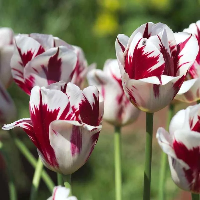 Tulpė ‘Grand Perfection’, 5 vnt.