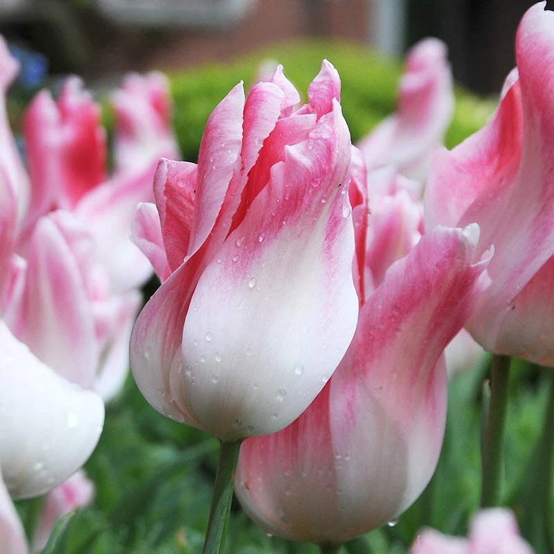 Tulpė ‘Holland Chic’ , 5 vnt.