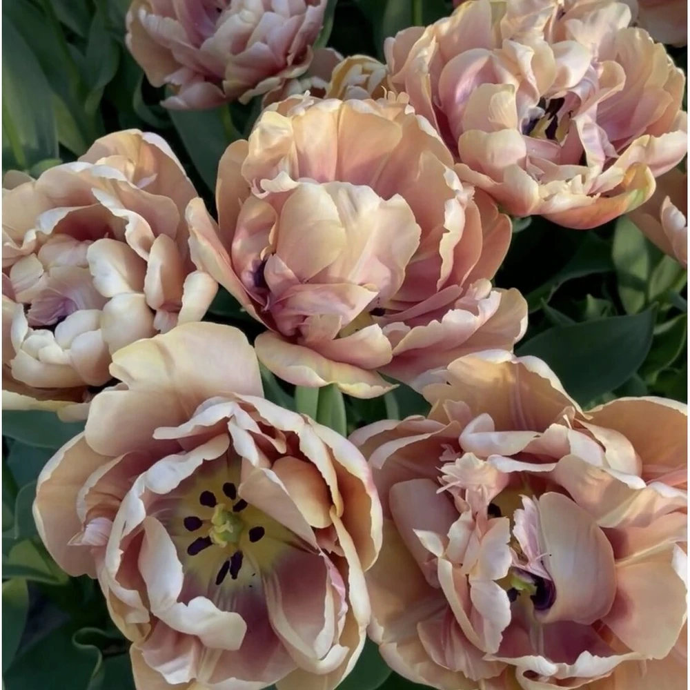 Tulpė 'La Belle Epoque' , 5 vnt.