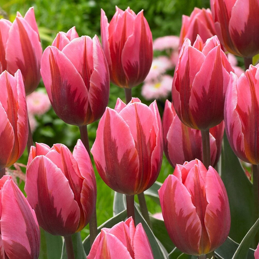Tulpė ‘Pretty Princess’, 15 vnt.