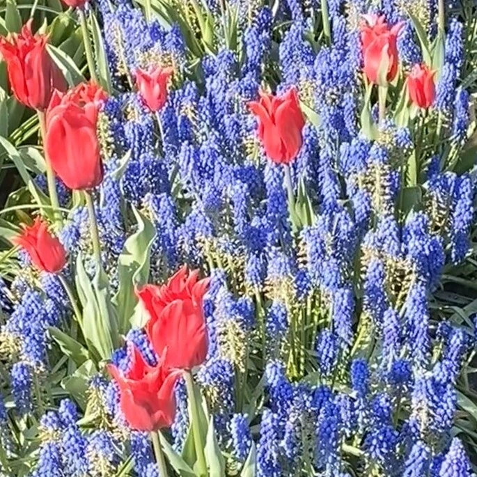 Tulpė ‘Pretty Woman’ , 15 vnt.