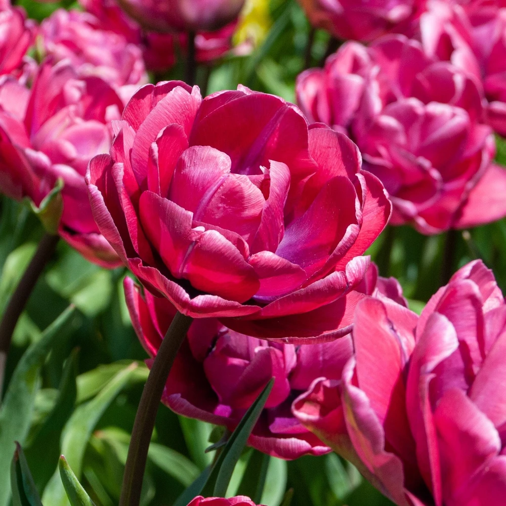 Tulpė ‘Rosy Diamond’ , 15 vnt.
