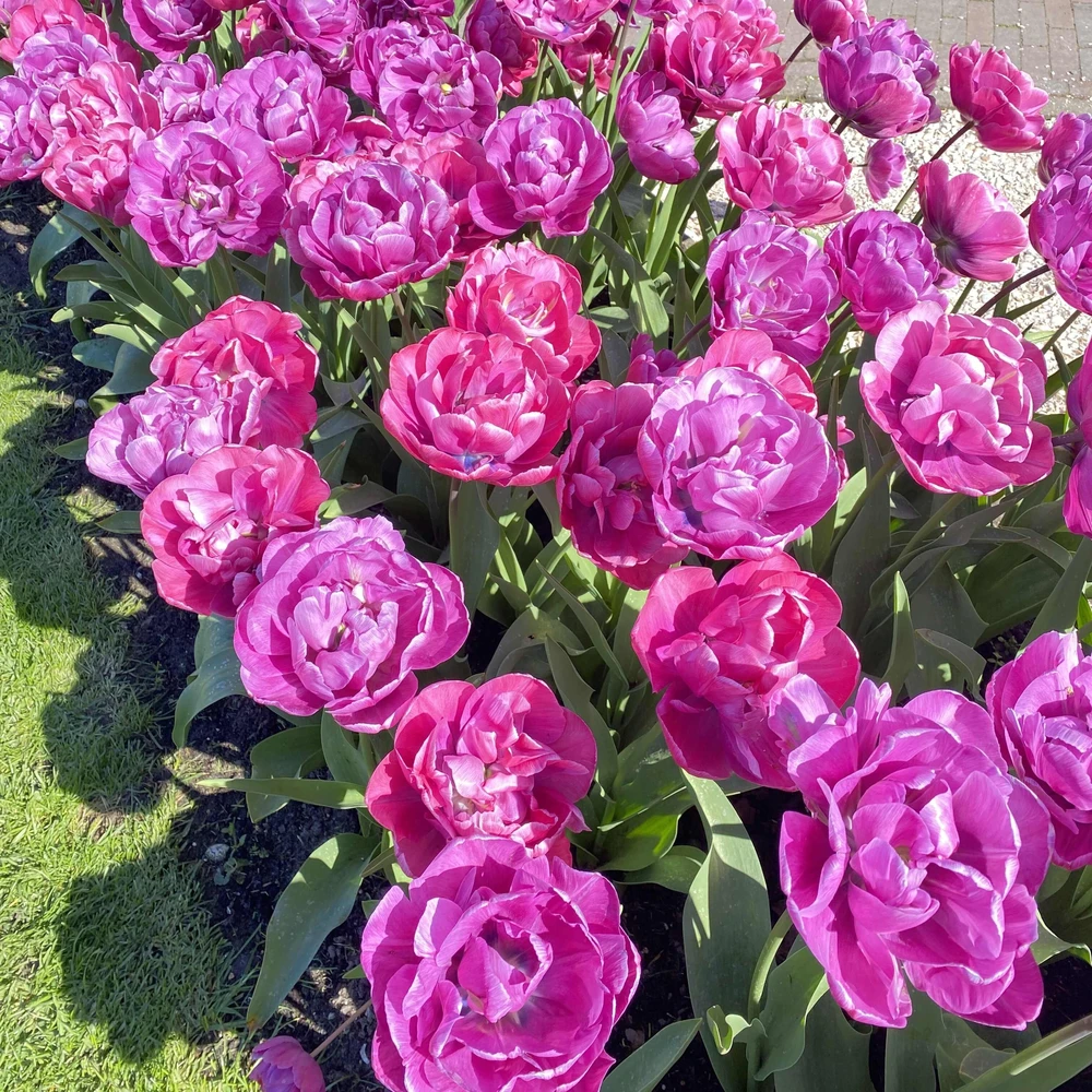 Tulpė ‘Rosy Diamond’ , 15 vnt.